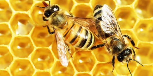 Arlarn 500 tane gz vardr.