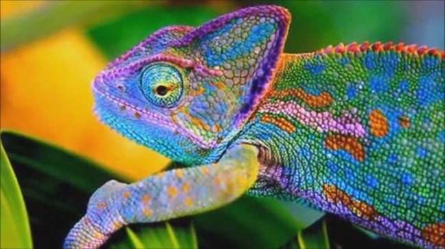 Bukalemunlar ayn anda iki yne bakabilirler.