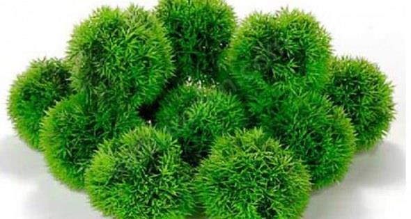 Yosun: Fukoidan isimli kompleks karbonhidratlar ierir, inflamasyonu azaltr.     Deniz yosunlar stten arlk olarak 14 kat daha fazla kalsiyum ierir. Kelp, kombu, wakame, arame yosunun iyi kaynaklardr.