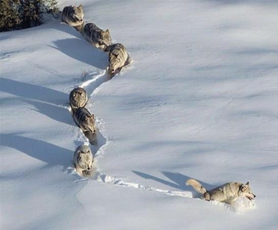 Kurt srlerinin zorlu doa artlarnda yaamlarn srdrebilmek iin inanlmaz bir sistem iinde alyor.