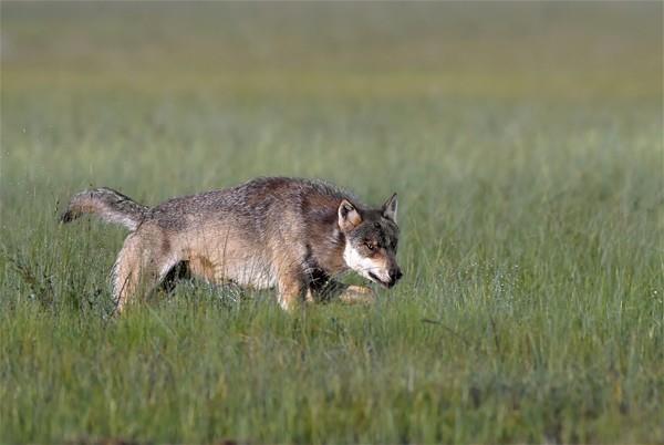Kurt srlerindeki bu inanlmaz hiyarari bilim adamlarn da akna uratyor.