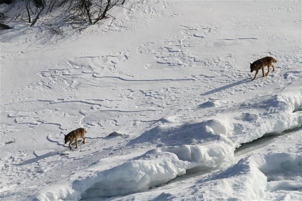 En arkada srden mesafeli olarak yryen ise srnn lideridir.