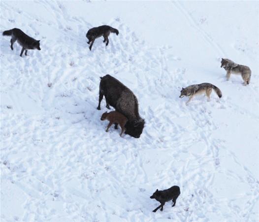 Vahi doada hayatta kalmak zor. Biz insanlara gre normal olarak karlanabilecek baz durumlar, hayvanlarn hayatta kalabilmeleri iin byk nem tayor.
