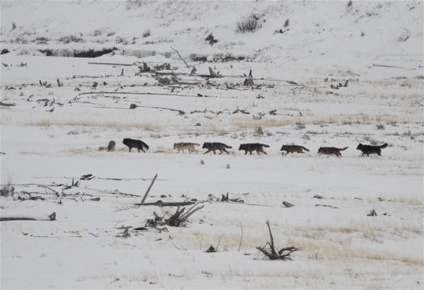 Ardndan en tecrbeli 5 sava kurt gider. Ortada 11 'dii kurt' korunma dzeninde yrrler. Diileri, srnn arkasndan sorumlu 5 deneyimli sava kurt izler.