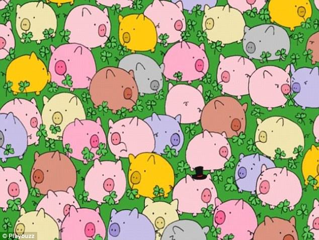 DRT YAPRAKLI YONCA NEREDE?