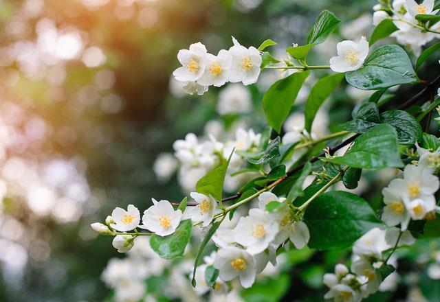 Yasemin<p>     Klinik olarak yasemin ieinin kokusu, uyku kalitesini gelitirdii kantlanmtr. Endie ve depresyonu azaltmaya yardmcdr.  <p>  Hem vcut hem de zihin iin ok etkilidir.