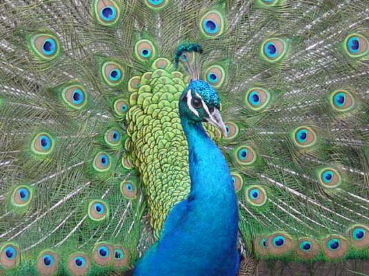 Arcdia kentinde, tavuskularnn yolda gei stnl var.