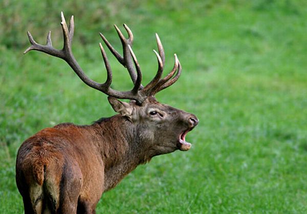 Bir geyii hareket halindeki bir uaktan asagi atmak yasak