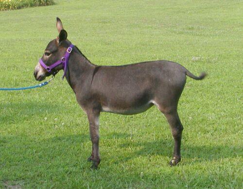 Eeklerin kvette uyumas yasak