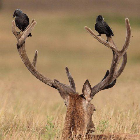 Faribanks kentinde, bir geyie alkoll iki vermenin cezas hapis