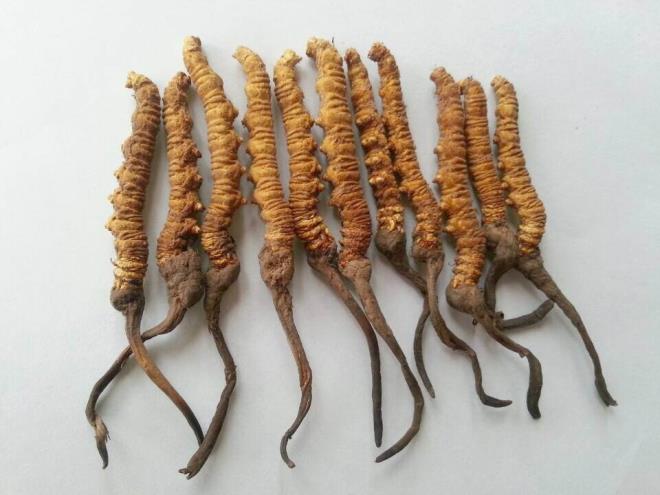 in'de ithal dondurmann yarm kilosu bu fiyata satlyor. Trtllar genellikle denizhyar gibi dier nadir rnlerin yannda satlyor. Bu rnlere talebin fazla olmas nedeniyle bu canllarn saysnda azalma grld belirtiliyor.