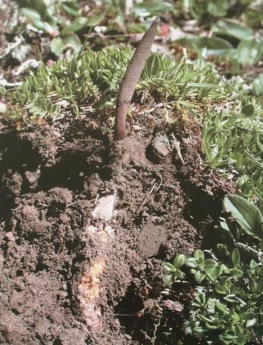 Trtl ile mantarn hikyesi binlerce kilometre uzakta balar. Trtl mantarnn yaam yksne National Geographic dergisinde yer verilmiti. Michael Finkel bu olaya kendi gzleriyle tank olmak iin birka yl nce Tibet'e gitmiti.