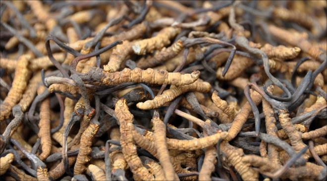 Trtl mantarnn fiyatna, kendisine ve bunu toplayarak geinen insanlara neler olacan zaman gsterecek. Lks gda maddelerine talebin ini kl olduu biliniyor.