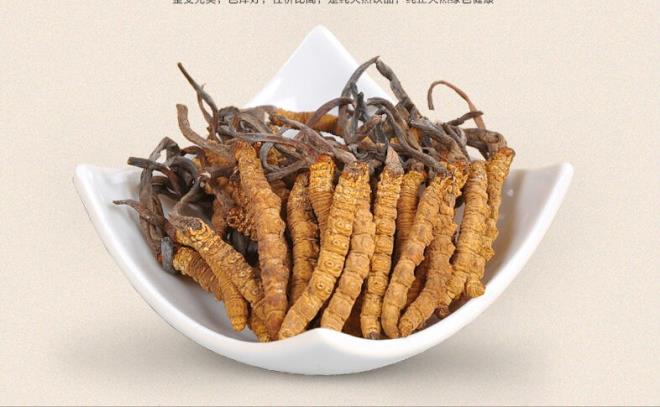 Doal tarih bakmndan bu parazitlerin yetimesi ilgintir. Ancak inliler bu mantar astmdan kansere her derde deva geleneksel ila olarak kullanr.