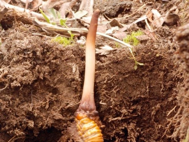 "Dan eteinde insanlar ellerinin ve dizlerinin zerinde mantarl trtl aryordu. Bir ift, topladklar 30 trtl 90 dolara satmt. Oysa kaliteli trtllarn yarm kilosu ehirde 50 bin dolar buluyordu," diye yazmt Finkel.