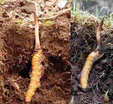 Ayrca tpk havyar ve mink krk gibi bu mantar da sosyal stat gstergesi olarak grlr. Bu trtllarn kilosu siyah trf mantarnn on katna, en az 20 bin dolara satlyor.