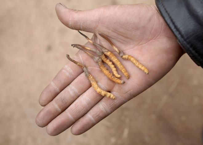 Fakat 2016'da CNN'in yapt bir habere gre, in'de rvetle sava nedeniyle trtllara talepte azalma kaydediliyor. Resmi grevliler bir kutu trtl gibi pahal bir hediyeyle yakalanma tehlikesini gze alamyor.