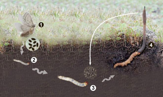 in'in gney kesiminde dkknlarda 2-3 cm uzunluunda kuru trtl satldn grrsnz. Mterinin peine dt lezzet ise bunlarn kafalarndan kan uzantlardr.