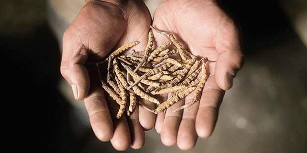 Bu trtllardan ok yemeniz gerekmiyor. nsanlar bunlar birer ikier suda demlenmeye brakyor ya da hasta orbalarna katyor. Bu ekilde kaliteli bir-iki trtln fiyat 10-15 dolar buluyor.