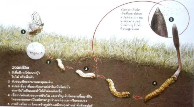 Ayn sorun trtl ve mantar iin de geerli. Bu mantar in'de nesli tkenme tehlikesi olan canllar listesinde yer alyor artk.