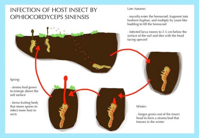Bu trtllar Tibet ve Himalayalar'da toplanr ve kafalarndaki uzantlar da Ophiocordyceps sinensis adl mantardr. Bu mantar trtl ele geirir, ldrr ve kafasndan uzayp ykselir.