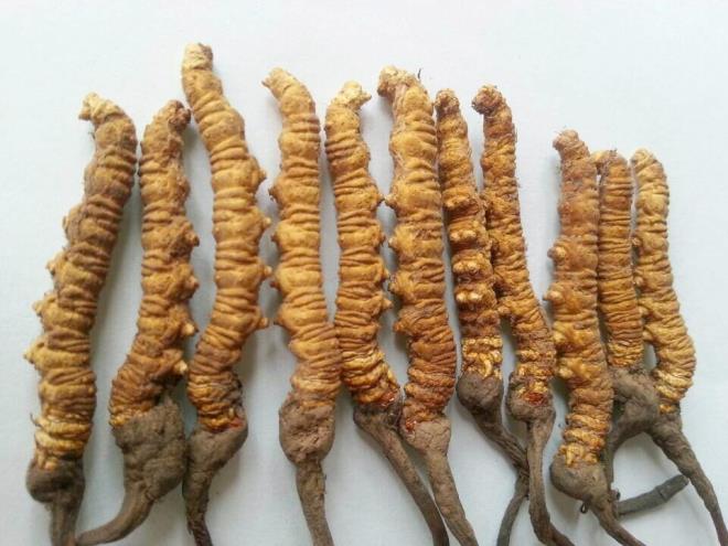 l bir trtln kafasnda yetien lezzetli mantar yemek iin ne kadar para derdiniz? Bu mantara dkn inliler kadar deil muhtemelen&#8230;