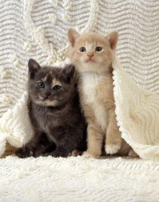 Bir kii gerdee girmeden nce yanllkla kediye basarsa baarsz olur. Kpein vakitsiz gece havlamas, horozun vakitsiz tmesi, kzn gece brmesi kt eylere iarettir. Kediyi Hz. Ali svazlad iin hibir zaman srtst dmez.