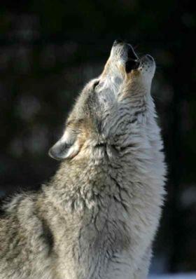 Tavuun horoz gibi tmesi uursuzluktur, ten tavuk kesilir.  Ev ylan o evin bekisidir. Kurtlar uluyunca inekleri yemesinler diye gkten azlarna yiyecek der. lk yaylaya kta srlarn ortasndan bir yabanc geerse srlar hamile kalmaz, doum yapmazlar. akal uluyunca yere tkrmek gerekir, yoksa insann bana bir ykm gelir.