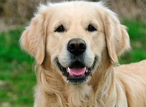 Kpek havaya doru bakarak havlarsa kan dklecek demektir.