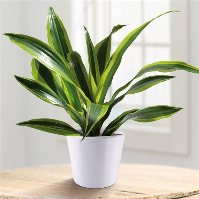 Beyaz eritli Ejder Kan<br>    Bu bitkinin ou eitlerinin yapraklar beyaz izgilidir. zellikle benzen, ksilen ve trikloretilen&#8217;i emer. Sadece, yapraklar yeil olan, &#8220;Janet Craig&#8221; eidi formaldehit&#8217;i de emer. Dracaenalar fazla k almayan odalarla yetinebilirler.