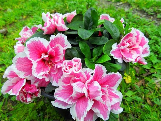 Aelya (Rhododendron indicum)<br>    Amonyak zerinde olan etkisinden dolay, onu mutfak veya banyoya koyun. Dikkat : nemli ortamlar sevse de, bu bitki ar scaa gelemez. Ayrca aklnzda bulunsun, aelya dumanl ortamlara iyi dayanr.