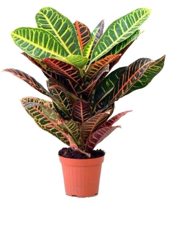 Kraton Bitkisi  <br>  Kraton, formaldehit (saatte 2 il 6g ) dndaki hava kirletici maddeleri az temizler fakat mekanlar etkili bir ekilde oksijenlendirir, seslere kar etkili ve gzel bir grsel ekran oluturur. Onu snn ve nemin sabit olduu odalara yerletirin. Bitkiniz krmzbcei saldrlarna kar hassas ise, akama doru yapraklarn zerine su pskrtmeye zen gsterin.