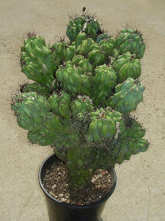 Peru Mumu (Cereus peruvianus)  <br>  Peru mumu (veya Peru kakts) elektromanyetik dalgalar emdii iin tavsiye edilir. sve ve Amerika&#8217;da yaplan baz aratrmalar bitkinin bu tip radyasyonlara bal ba arlarn giderdiini kantlama ynndedir. Bu bitkiyi yetitirmek ok kolaydr, sadece fazla sulamamaya zen