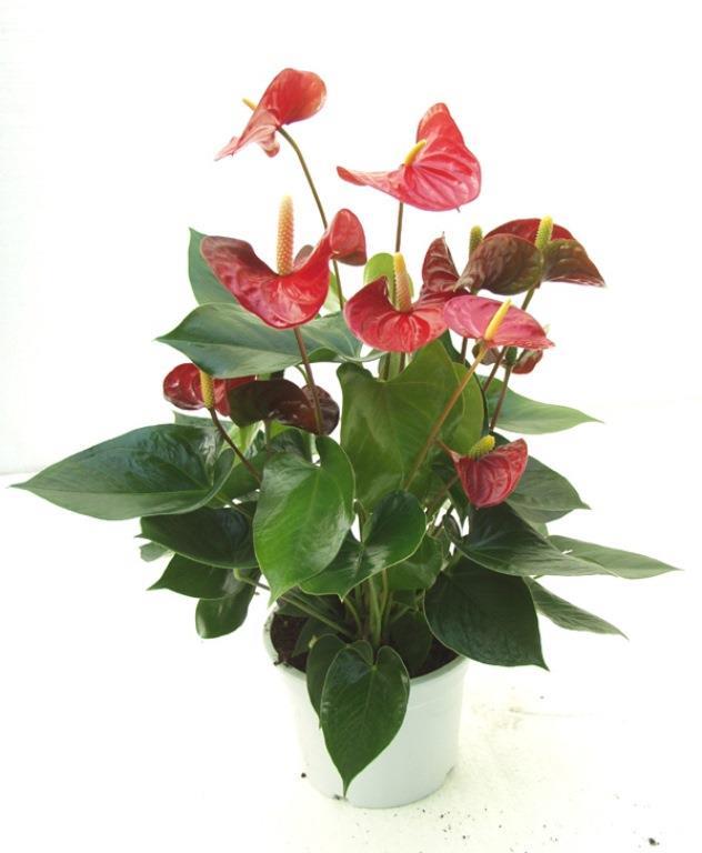 Byk Flamingo iei<br>    Flamingo iei amonyak salmlarn en iyi arndran ikinci bitkidir. yleyse, onu bu salmlarn sebebi olan baz temizlik malzemelerinin bulunduu mutfak ya da banyolara koymak iyi fikirdir