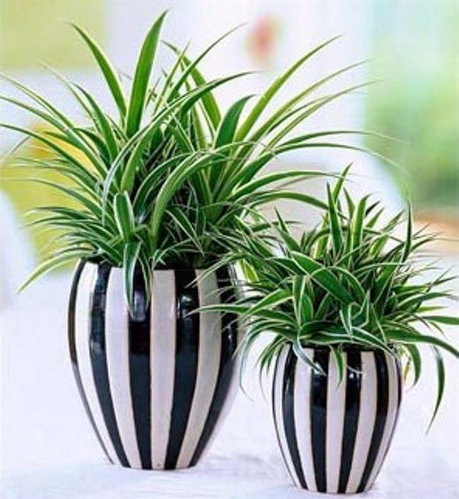 Kurdela iei<br>    st ksm, kk, yumru &#8230; bitkinin tm havay arndrr. Hem de ok etkili bir ekilde ! Kurdela iei birok hava kirletici maddeyi emer ; buna saatte 3 il 10 g aras formadehit ve 24 saat iinde neredeyse tm karbonmonoksit miktar dahil. Her trl yetitirme artna da yatkndr.