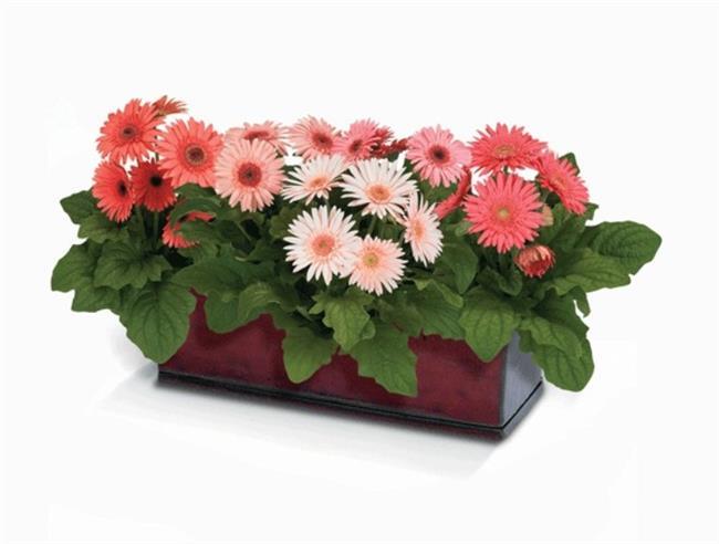 Gerbera<br>    Uzun bir sre sadece iekleri iin, dekoratif amal yetitirilen Gerbera, imdilerde farkl bitkilerin de girdigi saks kompozisyonlarnda dikkati eker biimde yerini alm bulunuyor. Sigara iilen odalar iin son derece uygundur, fakat bu bitkinin mr dier yeil bitkilere nazaran daha ksadr.