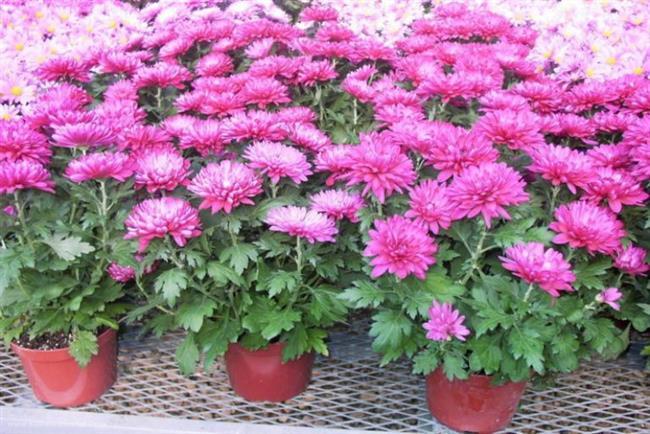 Kasmpat    <br>Evinizin iinde iekli bir saks krizantem (kasmpat) (veya sonbahar papatyas), neden olmasn ? zellikle de bu bitki formaldehiti, benzeni ve amonya havadan ok hzl bir ekilde arndryorsa. Krizantem serin gecelerden holanr, 5 ile 10 C aras. Akamlar onu dar karn, fakat dondan da korumay ihmal etmeyin ( don ieklerini ldrr ). Sezon sonunda bitkiyi yeniden baheye dikin.