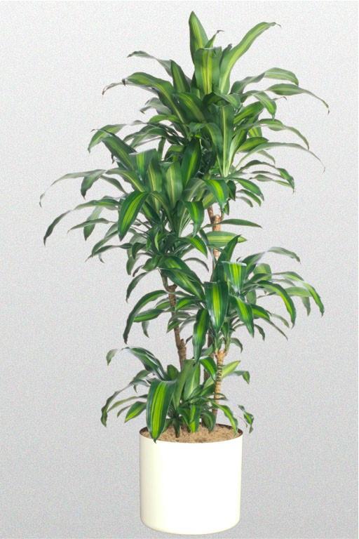 Altn Sars eritli Ejder Kan (Dracaena fragrans)<br>    Dracaena fraganslar ortasnda altn rengi bir erit olan geni yeil yapraklarndan tanyabilirsiniz. Formaldehit&#8217;i absorbe ettigi iin, sktrlm ahaptan yaplan eyalarn bulunduu odalara koyulmas tavsiye edilir. Bu bitki kuru havay, az  ve hatta arada bir sulamay unutmanz bile kabul eder !