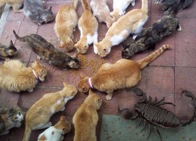 Amerikal niversite rencisi Kevin Wisbith, son derece sra d bir alma ile baz byk nesnelerin tam olarak ne kadar byk olduklarn ilgin montajlarla gzler nne sermi.   <p>  Breathing Scorpion adl akrep tr