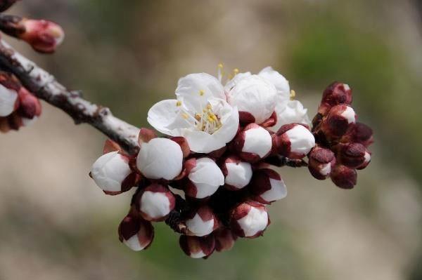 nc cemre de topraa decek. Bu sene cemre topraa 5-6 mart 2017 tarihlerinde decek. Bu tarihten itibaren toprak snacak ve doann uyan sreci balam olacak. Topran snmasyla birlikte bitkiler filiz verecek. Aalar canlanp erik aalar iek amaya balayacak.