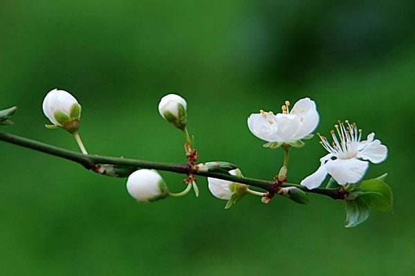 Cemre'nin Trk kltrndeki yeri : Trk ve Altay halk kltrnde ve mitolojisinde cemdeye, mre (mere veya Emire) ad verilen cinin neden olduuna inanlr. lkbaharda grnp titrek klar saarak ge ykselir. Sonra buzlarn zerine derek onlar eritir. Oradan da yere girer. Bundan sonra snm topraktan buhar ykselir. Emire baharn geliini temsil eder. Bulgarlarda Zemire olarak yer alr.