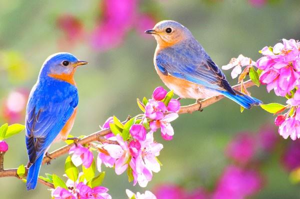 Topraa den cemre genellikle baharn start aldn da gsterir. Hava ve suya den cemre ile birlikte artk baharn gelii iin tm gereken bileenler olumu olur.