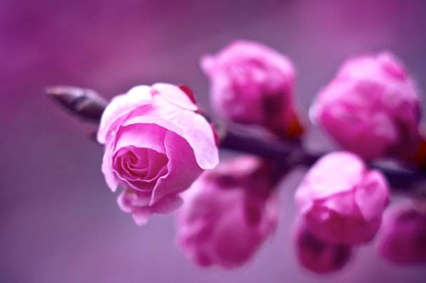 Azerbaycan Trklerinin yaratlla ilgili eski inanlarndan kaynaklanan ve Nevruz Bayramndan nce, yln son aramba gnnde yaplan "boz ayn drt arambas", uygulamasn ifade eden "Cemle" szc de "Cemre" ile ayn kelimedir. Buradaki "Cemle" de kken olarak "mir, mere, Emire" szckleriyle balantldr. Celal Beydili'ne gre; baz szlklerde gsterildii gibi, Arap dilinden geldiini sylemek doru deildir.