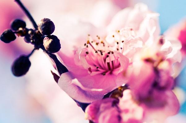 Cemre nedir ve 2017 ylnda cemre ne zaman decek? Cemre iin vakit geldi. ubat aynda hava su ve topraa cemre decek. Hava ve suya cemre ubat aynda decek. Topraa ise mart aynda inecek. nce Cemre nedir sorusuyla balayalm. Cemre doann uyann sembolize eder. Havann, suyun ve topran k soundan kp bahar ssna kavumasn anlatr. Kelime manas olara cemre kor halindeki ate anlamna gelir.