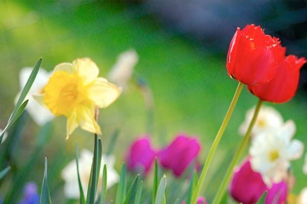 Anadolu Trkesindeki Arapadan gelme Cemre szcnn aslnda bu adn benzetme yoluyla deimi hali olduu sylenebilir. Zemre Kumuk Trkesinde nem, buhar gibi anlamlara gelir. Temizlenmeyi ve yeniden douu temsil eden ate ak kavramnn yakclyla da yakndan ilgilidir.