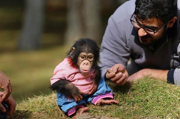 "Can" ismini verdikleri empanzenin insanlar tarafndan da youn ilgi grdn aktaran zsyler, "Gaziantep'teki hayvanat bahesinde bulunan Can' neredeyse herkes grmeye geliyor. Artk Can byd. Bakcsyla el ele dolaabiliyor. Ayn barnakta birlikte dolayorlar, birlikte geziyorlar. Can u anda 6 ayla gelmi durumda. Artk bizim hayvanat bahemizin maskotu oldu." dedi.
