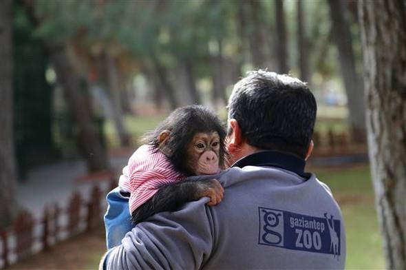 Bu sre zarfnda sadece empanzelerle ilgilendiini aktaran Nedim Aslan, "empanze Can'a ilk gnden bu yana bakyoruz. Annesi doumdan sonra bakmn yapmad. St vermeyince biz de annesinden ayrmak zorunda kaldk. u anda kendimiz bakyoruz. Bir ocuk gibi kendisiyle ilgileniyoruz." diye konutu.
