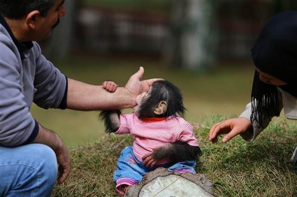 "Mesela yerinin scak olmas lazm. Yem saatinde kendisine ku zm veriyoruz. Muz ve marul da veriyoruz. Bu sre zarfnda bize iyice alt. Beni grnce anne efkatiyle yaklayor. Annesine de 15 yldan bu yana ben bakyorum.