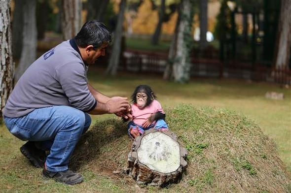 Aslan, minik empanzenin gnlk yaantsna dikkat ettiklerini belirterek, unlar kaydetti: