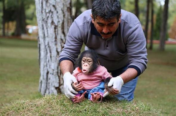 Gaziantep Bykehir Belediyesi Doal Hayat Koruma Daire Bakan Celal zsyler ise Gaziantep Hayvanat Bahesi'nde ilk defa bir empanzenin dnyaya geldiini belirtti.